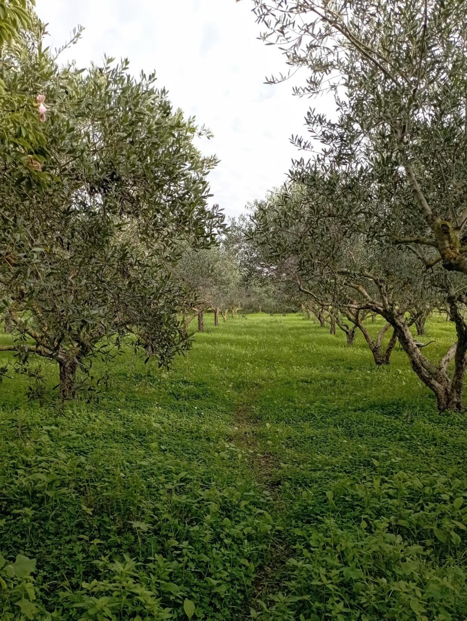 L'Araucaria Bnb Marsala Dış mekan fotoğraf